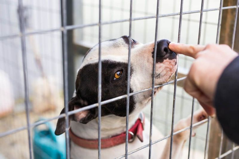 Shelter Dogs Come With Unknown Histories