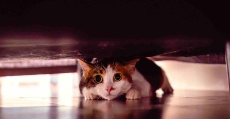You Had No Idea These 14 Everyday Sounds Stress Your Cat Out (Here’s How To Help)