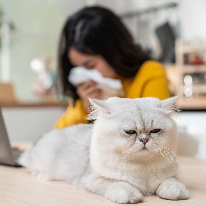 You Have Allergies To Cats