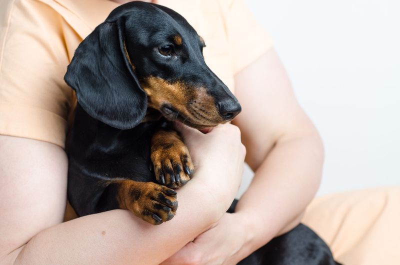Devoted Dachshunds