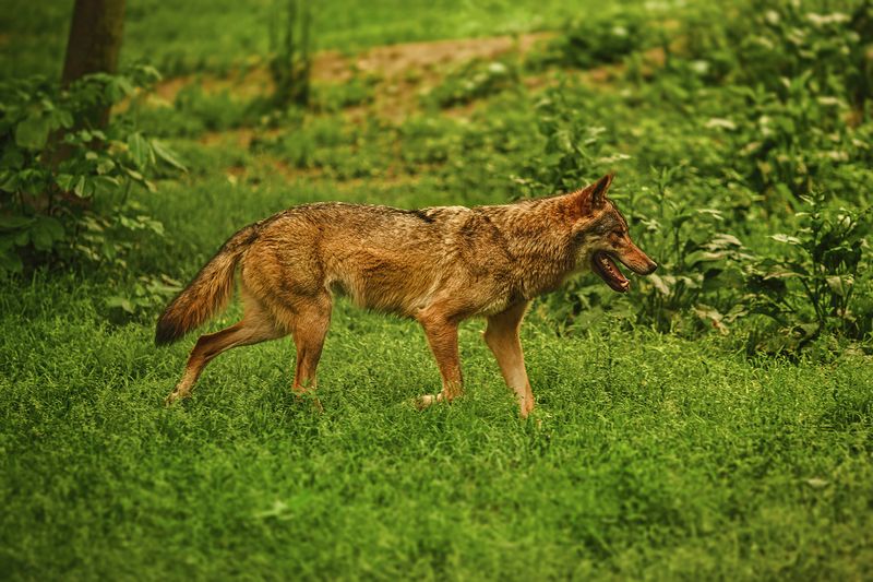 Coyotes Actually Help Control Rodent Populations