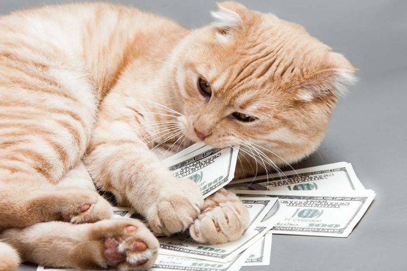 You Can’t Afford Regular Veterinary Care