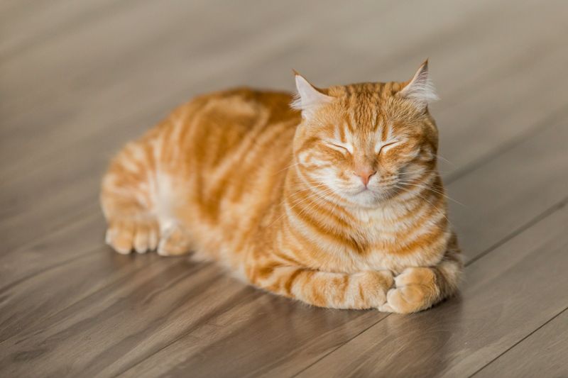 You Don’t Understand Cat Behavior