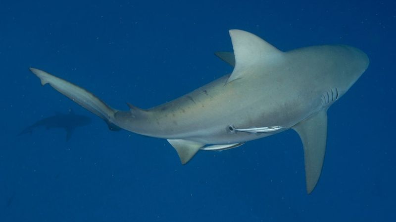 Missouri River: Heartland Waters Without Sharks
