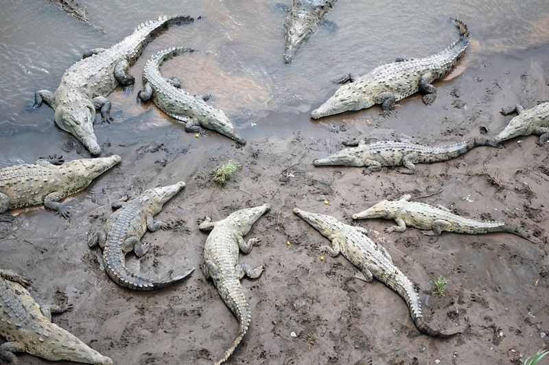 Tarcoles: Costa Rica's Crocodile Bridge