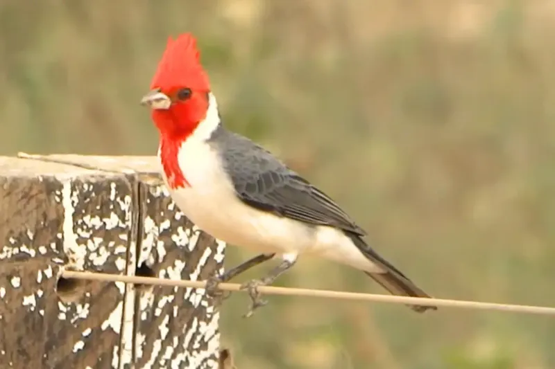 Red-Crested Cardinal