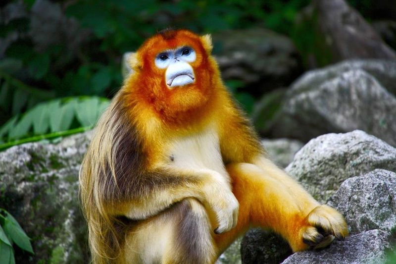 Golden Snub-Nosed Monkey (China)