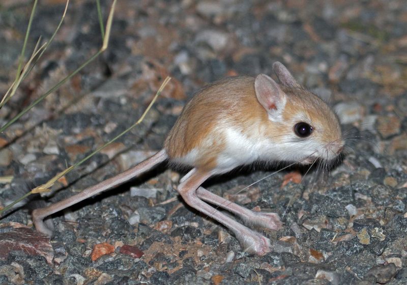 Pygmy Jerboa: Desert-Hopping Oddities