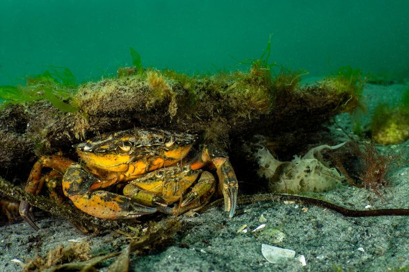 European Green Crab