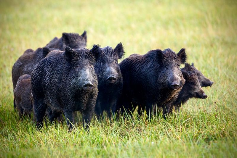 Wild Boars