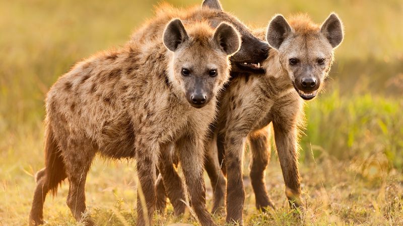 Hyenas Are Cowardly Scavengers