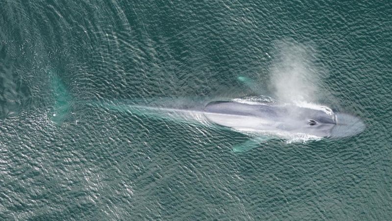 Blue Whales: The Planet's Longest Travelers