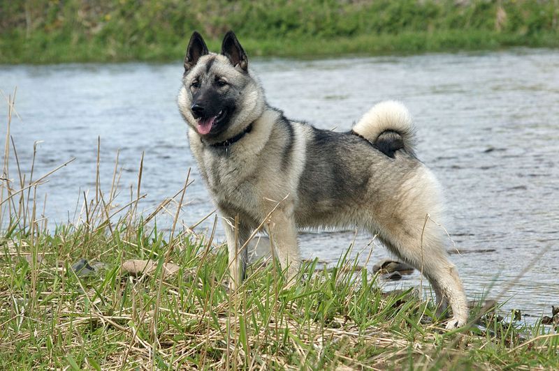 Nordic Philosophers With Wolf Wisdom