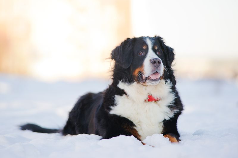 Gentle Souls: Bernese Mountain Dogs