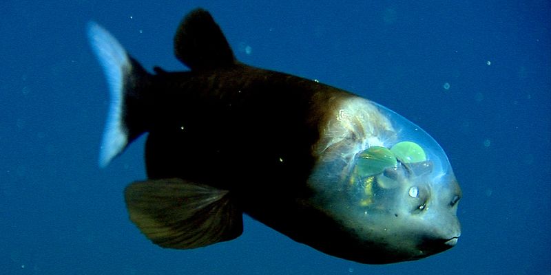 Barreleye Fish: Windows To The Soul