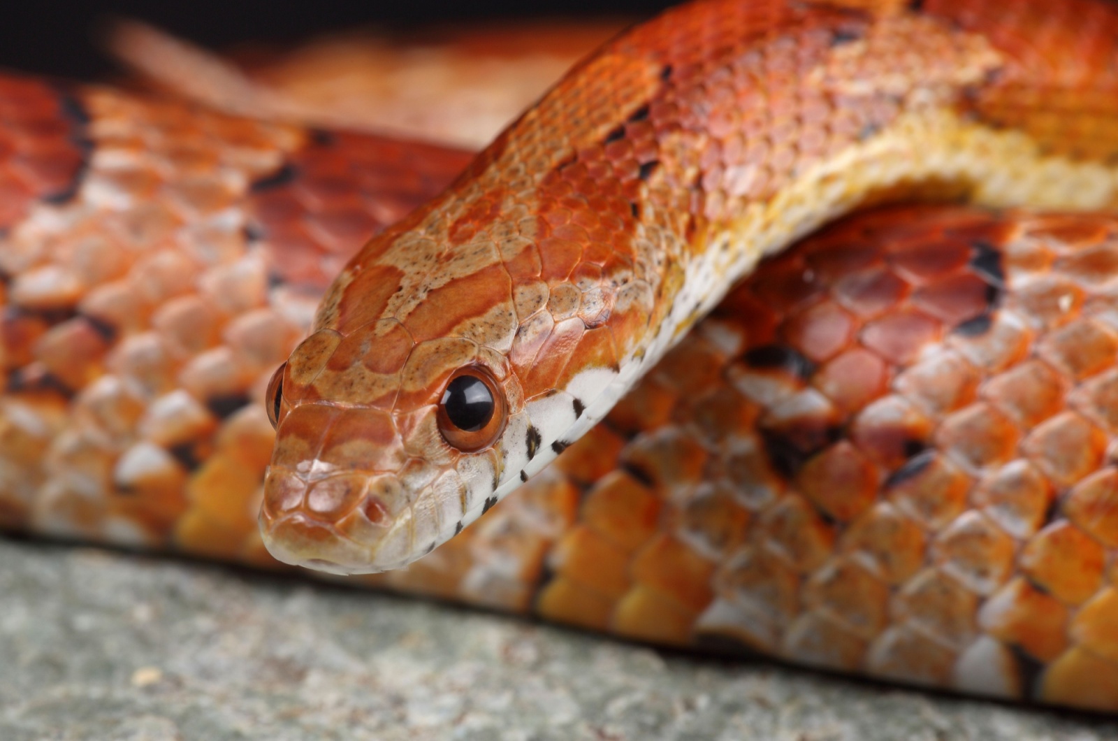 corn snake