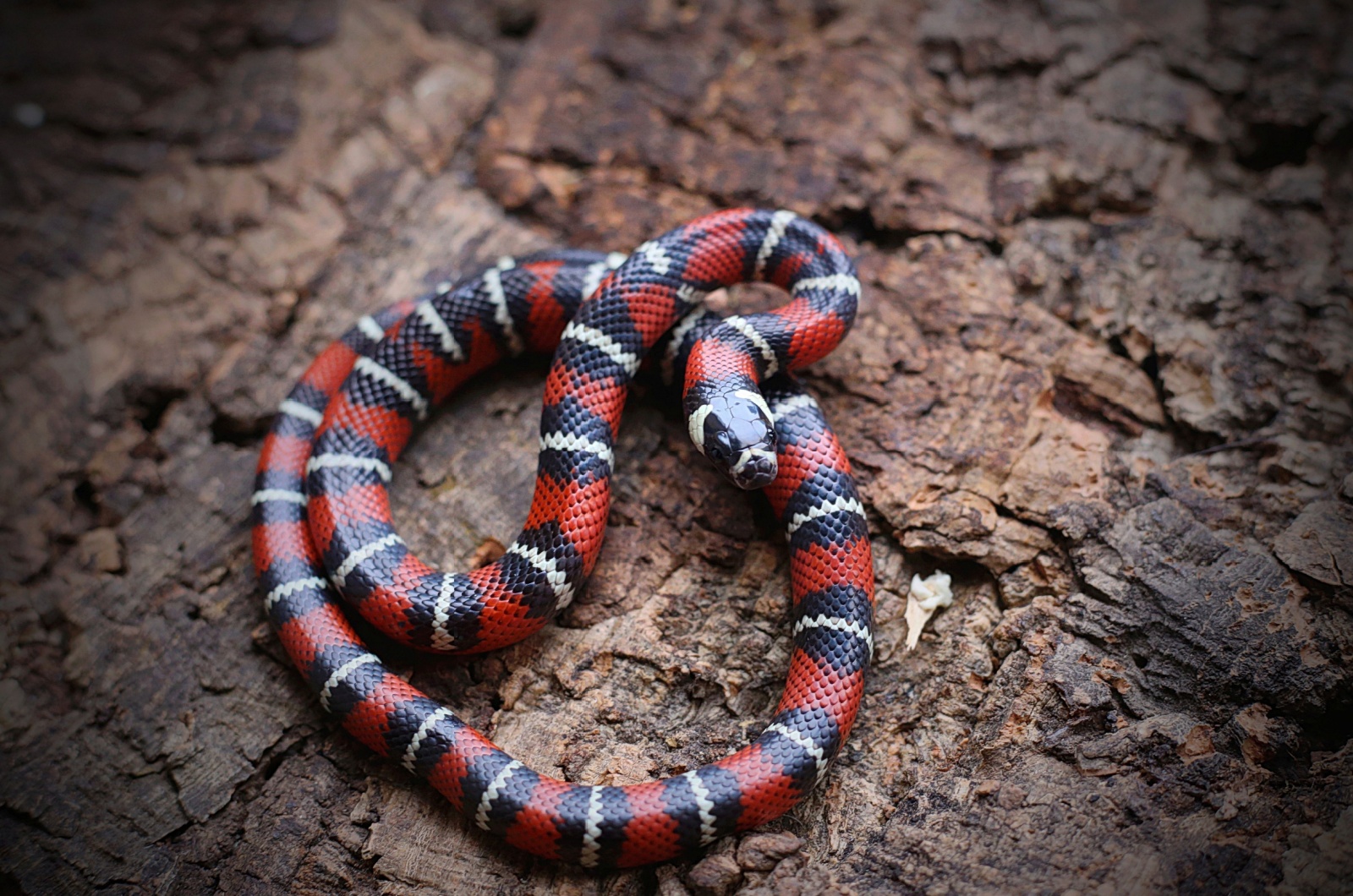 milk snake
