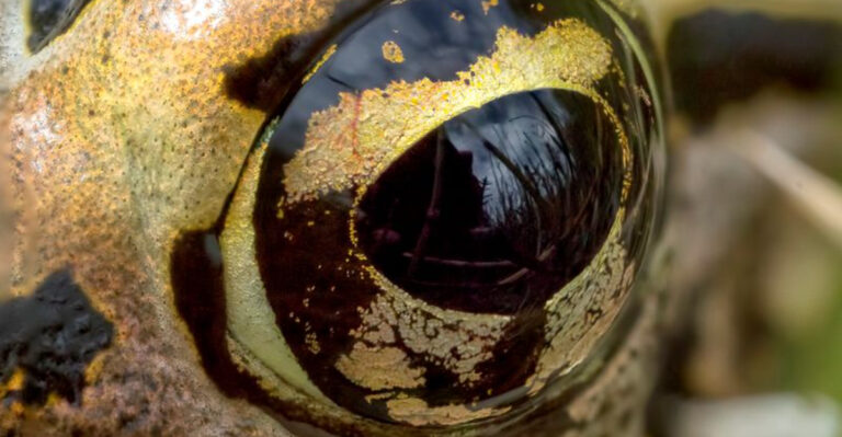 Rare Animal Found After 130 Years In The Chilean Mountains