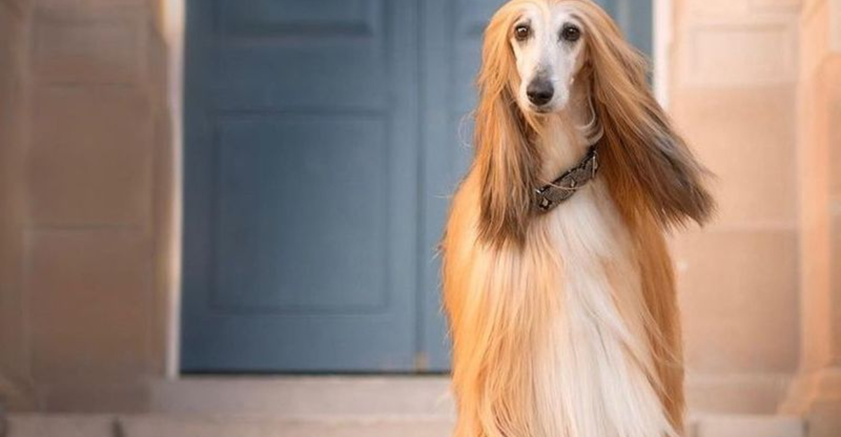 Training Struggles: 23 Dog Breeds That Are Tough To Train
