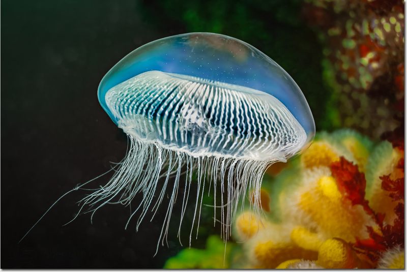 Crystal Jellyfish – Nature's Living Lantern