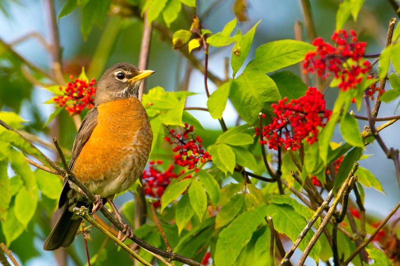 American Robin