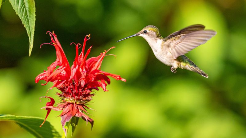 Natural Flower Nectar