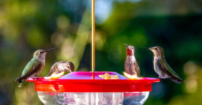 10 Best Alternatives To Sugar Water That Will Attract Hummingbirds (And 4 Things You Should Never Use)