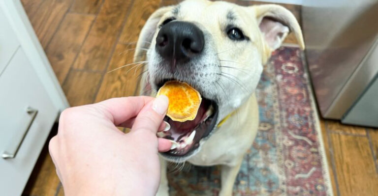 10 Best Human Foods For Dogs (And 7 To Avoid, According To A Vet)
