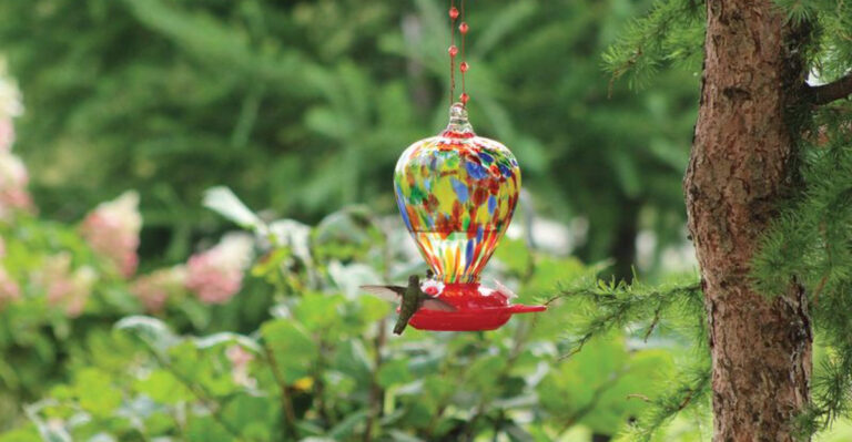 10 Best Places To Hang Hummingbird Feeders (And 3 Worst Places)