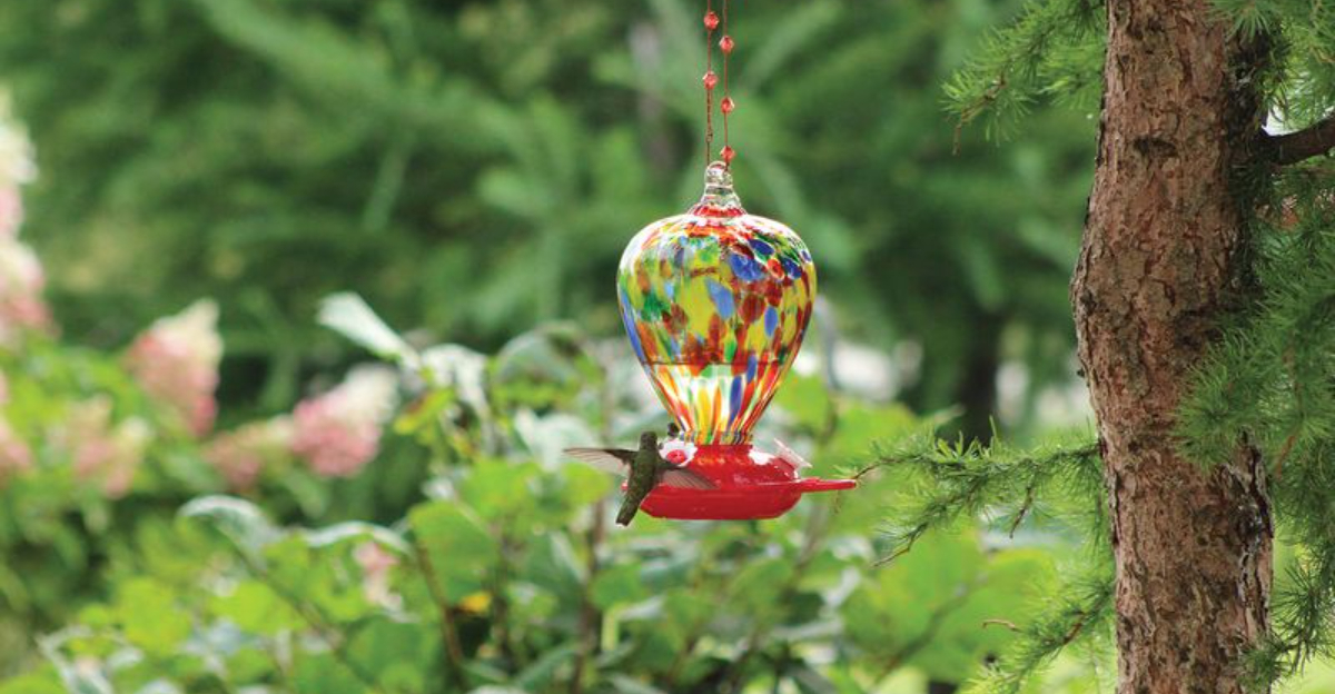 10 Best Places To Hang Hummingbird Feeders (And 3 Worst Places)