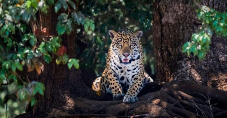 10 Big Cats Flourishing Thanks To Conservation Efforts