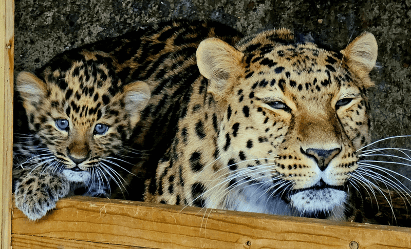 Amur Leopard