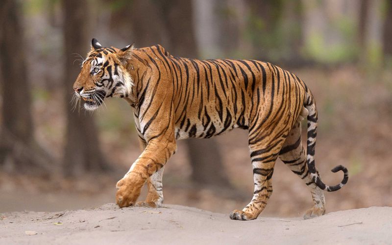 Bengal Tiger