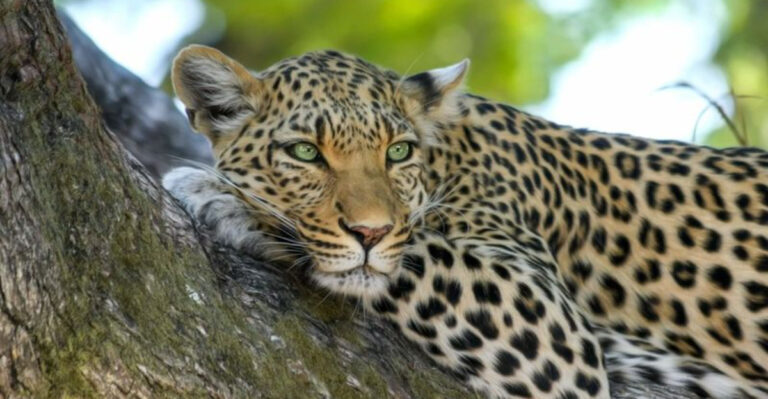 10 Big Cats From Around The World You Need To Know About
