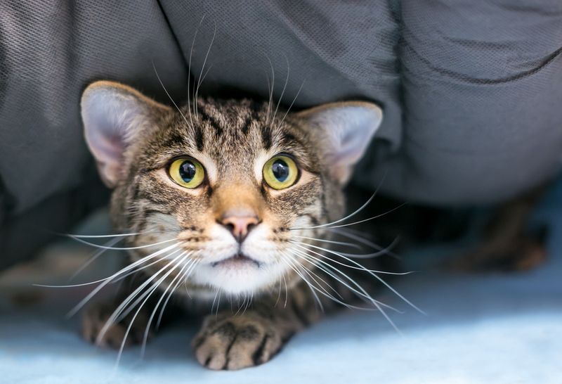 Loud Noises Make Whiskers Tremble