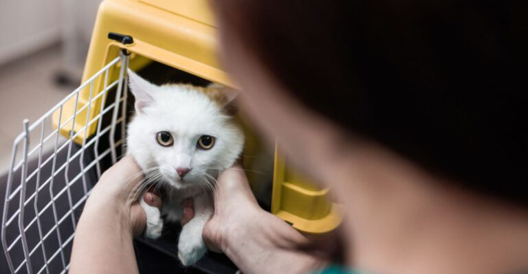 10 Common Cat Fears (And 4 Simple Ways To Help Them Feel Safe)