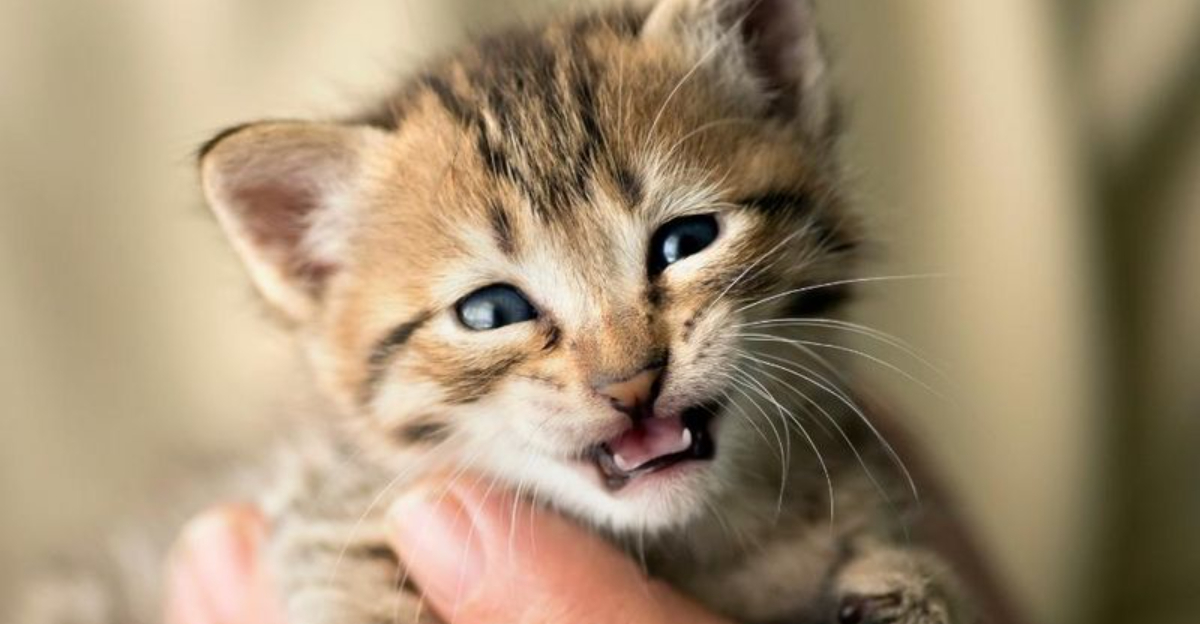 10 Common Kitten Illnesses And How To Treat Them