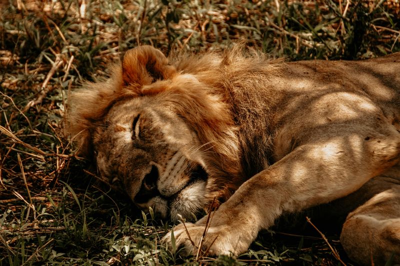 Lions Sleep 20 Hours Daily
