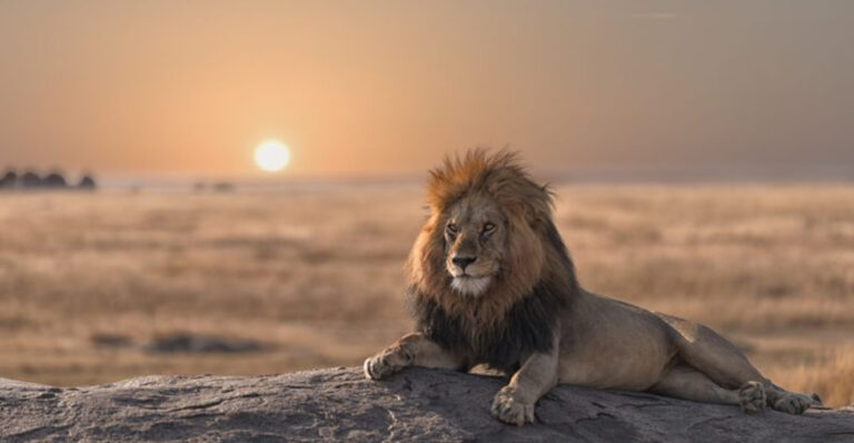 10 Common Lion Myths And 5 That Are Complete Nonsense