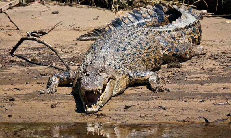 Australia – Home of Everything That Can Kill You