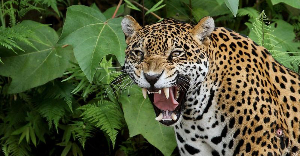 10 Countries With The Most Fearsome Wildlife (And 5 Where Danger Is Hard To Find)