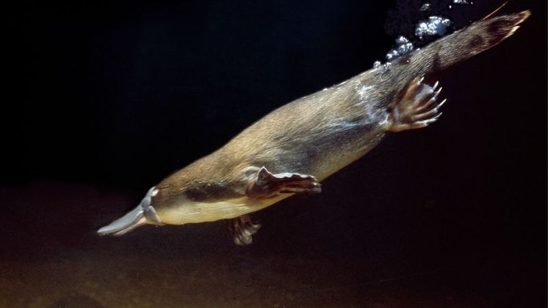 Australia's Platypus Paradise