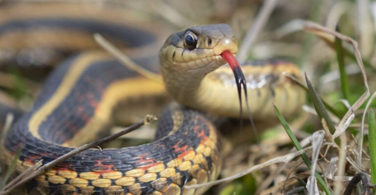 10 Dangerous Animals You Could Encounter Right In Your Backyard And 5 That Pose No Threat