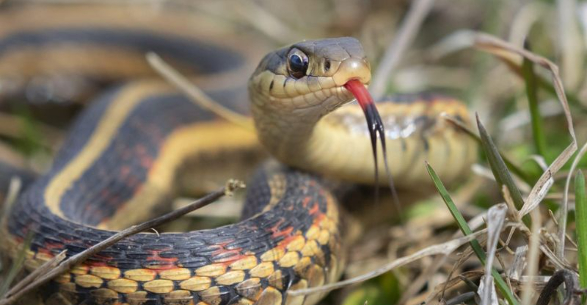 10 Dangerous Animals You Could Encounter Right In Your Backyard And 5 That Pose No Threat