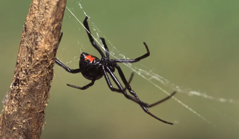 Silent Stalkers: Black Widow Spiders