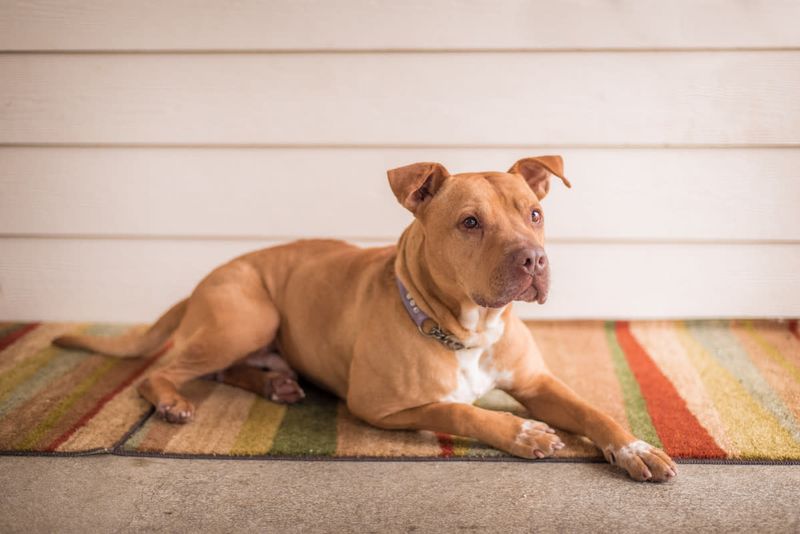 Pit Bull Terrier