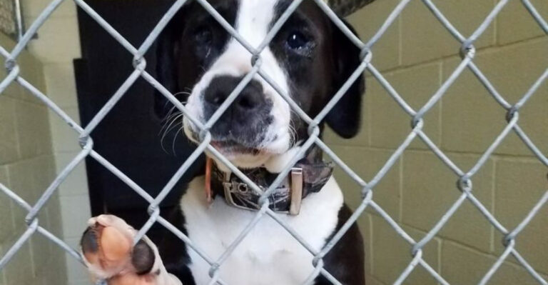 10 Dog Breeds Most Commonly Returned To Shelters (And 6 That Get Adopted Fast)