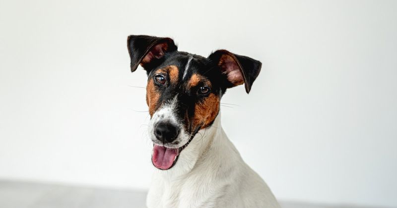 The Forgotten Charm Of Smooth Fox Terriers