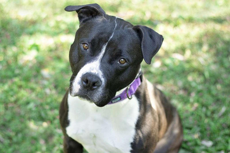 Pit Bull Terriers: Misunderstood And Overlooked