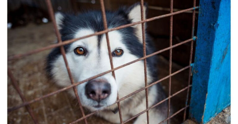 10 Dog Breeds That End Up In Shelters The Most (And 5 That Rarely Stay Long)